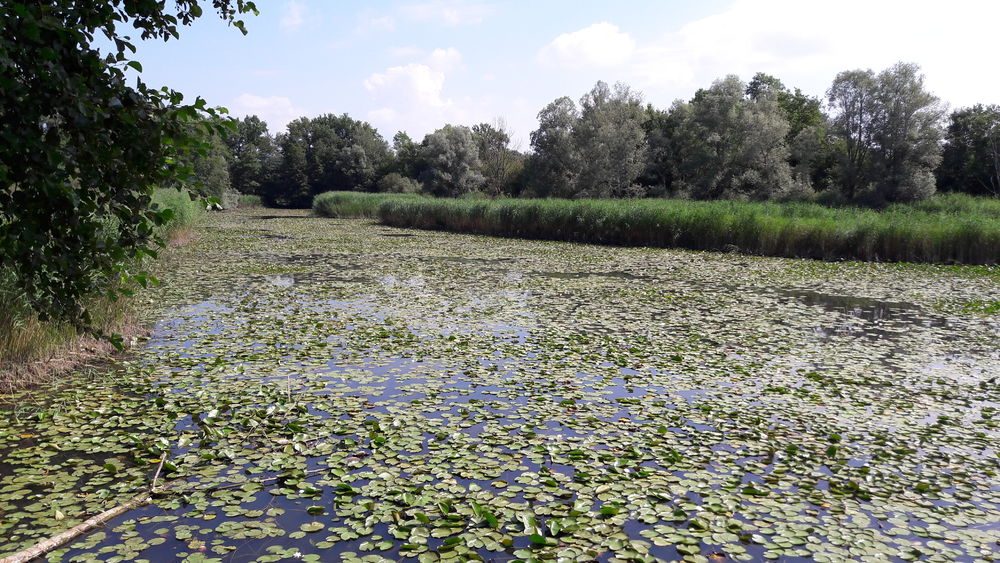 Walking loop : Les Etangs de Crosagny