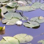 Walking loop : Les Etangs de Crosagny