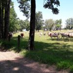 Walking loop : Les Etangs de Crosagny
