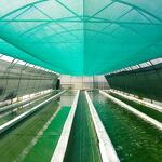 Spiruline des Bauges