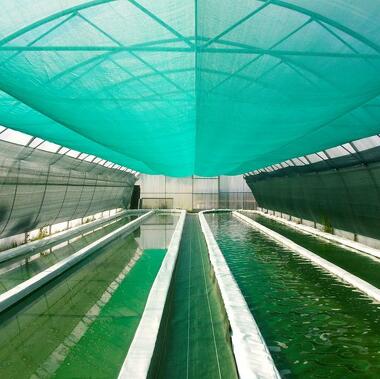 Spiruline des Bauges