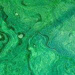 Spiruline des Bauges