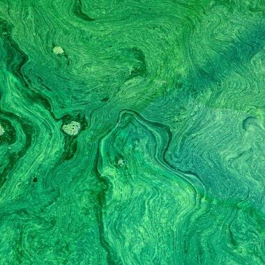 Spiruline des Bauges