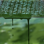Spiruline des Bauges