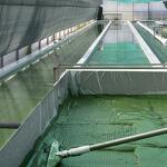 Spiruline des Bauges