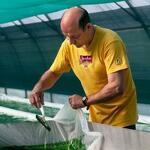 Spiruline des Bauges