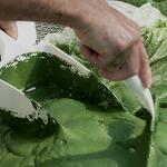 Spiruline des Bauges
