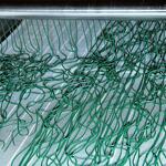 Spiruline des Bauges