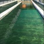 Spiruline des Bauges
