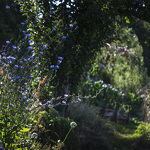 Clos des Sens