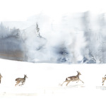 Exhibition "Grandeur Nature"_Sevrier