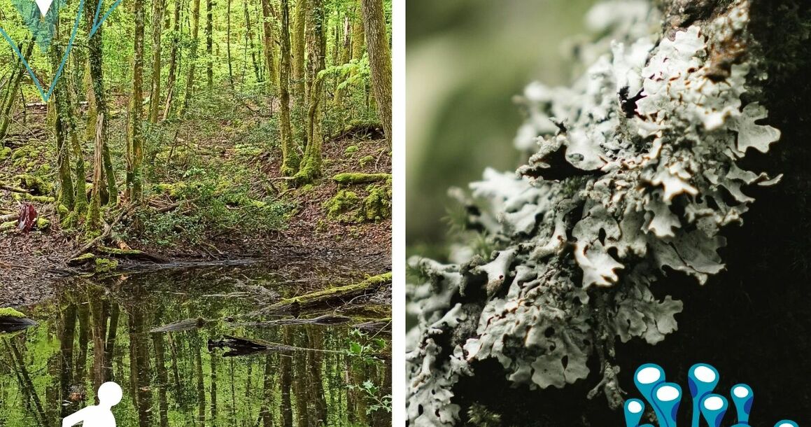 Opération lichen, à vous de jouer !