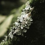 Opération lichen, à vous de jouer !_Talloires-Montmin