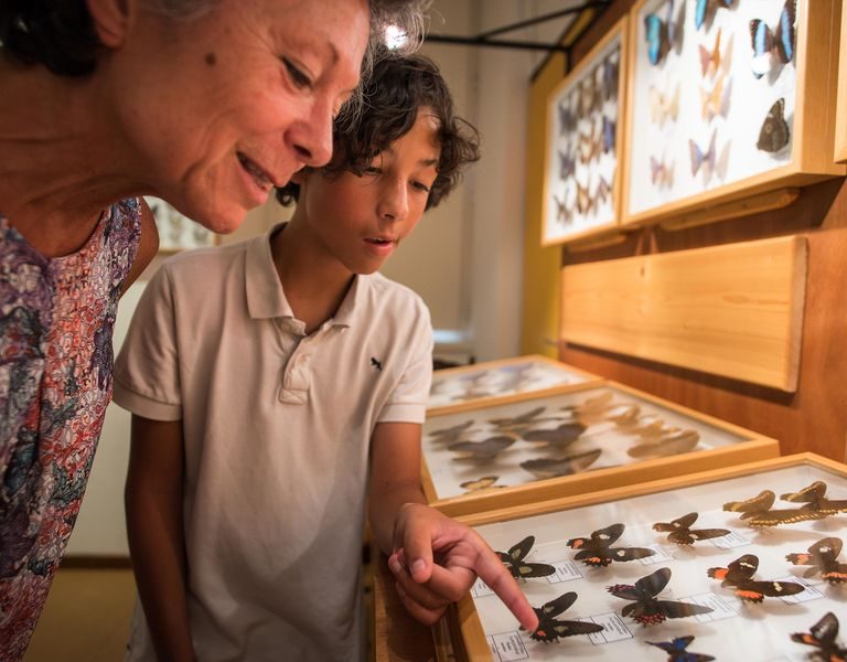 Visit of the butterfly museum