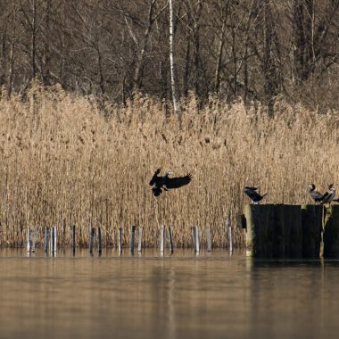 Walking trail in the Bout du Lac d'Annecy nature reserve