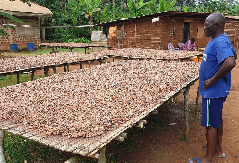 Drying cocoa beans in the village of Ayos