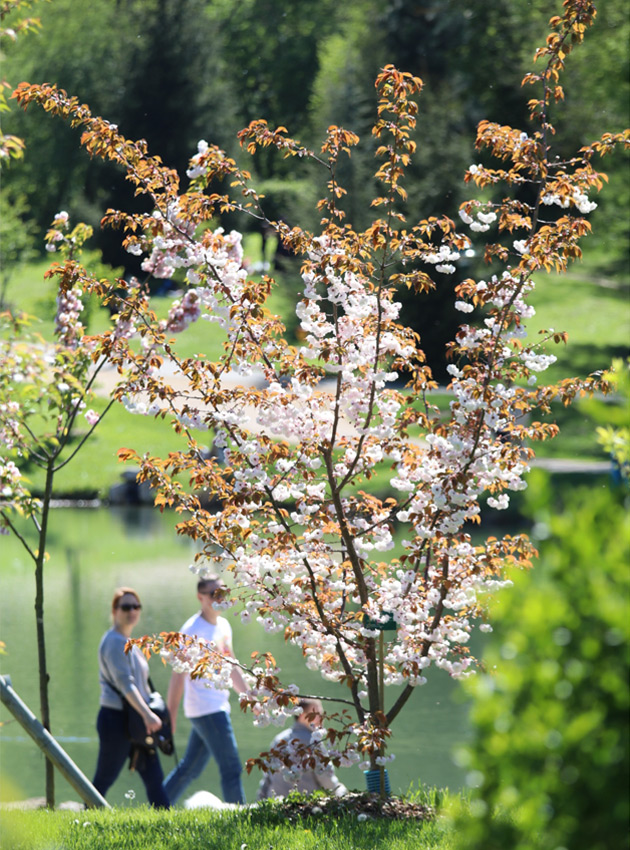 Cherry trees in Tornet Park